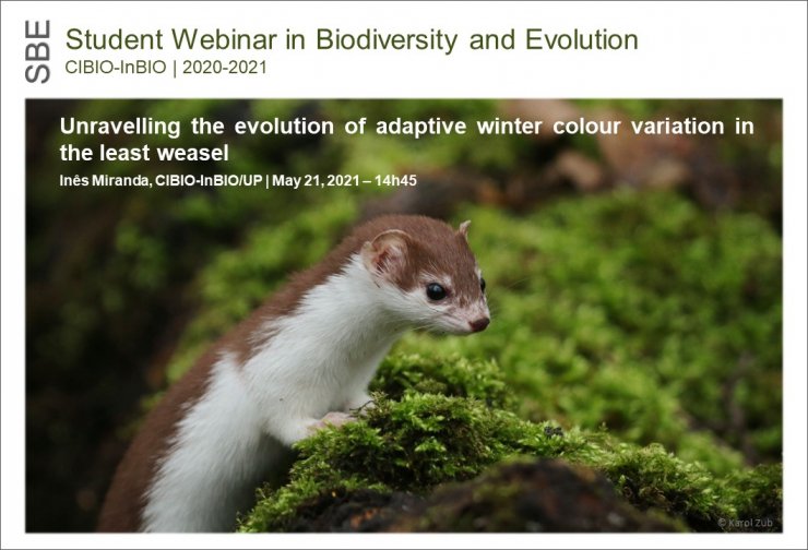UNRAVELLING THE EVOLUTION OF ADAPTIVE WINTER COLOUR VARIATION IN THE LEAST WEASEL