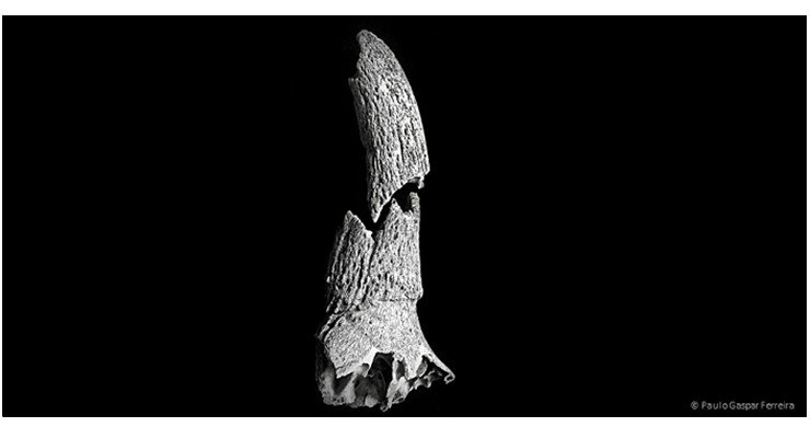 THE ARCHAEOGENOMICS OF DOMESTIC ANIMALS
