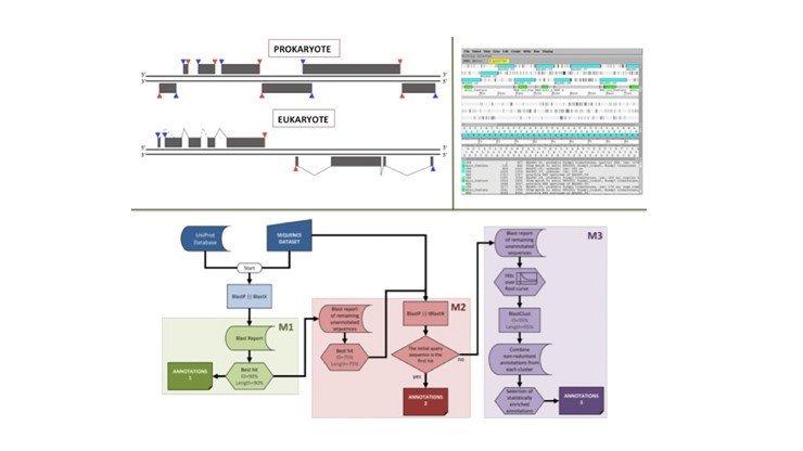 ADVANCED COURSE: GENE PREDICTION AND ANNOTATION OF WHOLE GENOMES
